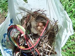 Attēlu rezultāti vaicājumam “Troglodytes troglodytes nest”