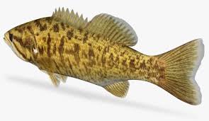 Image result for Micropterus dolomieu