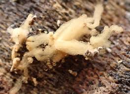 Attēlu rezultāti vaicājumam “Heterotrichia obvelata (syn. Arcyria obvelata) young”