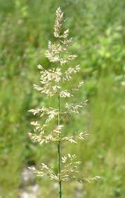 Attēlu rezultāti vaicājumam “Poa compressa leaf”