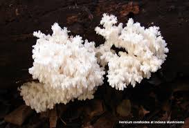 Attēlu rezultāti vaicājumam “Hericium coralloides”