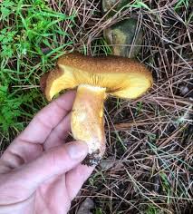 Attēlu rezultāti vaicājumam “Tricholomopsis rutilans”