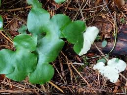 Attēlu rezultāti vaicājumam “Hemicrepidius sp.”