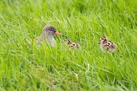 Attēlu rezultāti vaicājumam “Tringa totanus adult”