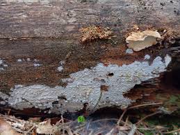 Attēlu rezultāti vaicājumam “Siphoptychium violaceum young”