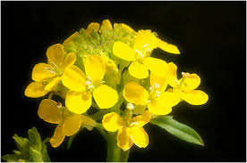 Attēlu rezultāti vaicājumam “Erysimum hieracifolium”