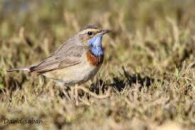 Attēlu rezultāti vaicājumam “Luscinia svecica”