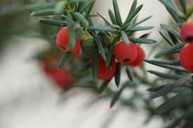 Attēlu rezultāti vaicājumam “Taxus baccata fruit”