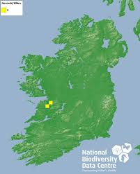 Attēlu rezultāti vaicājumam “Limnoporus rufoscutellatus”