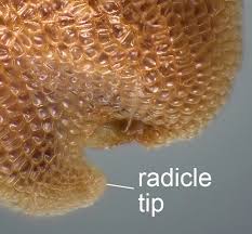 Attēlu rezultāti vaicājumam “Rorippa palustris fruit”