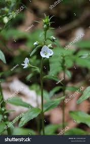 Attēlu rezultāti vaicājumam “Veronica serpyllifolia leaf”
