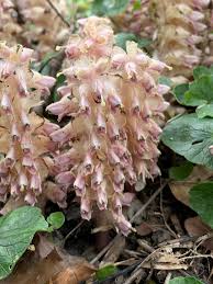 Attēlu rezultāti vaicājumam “Lathraea squamaria bud”