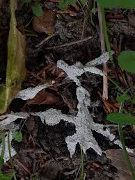 Attēlu rezultāti vaicājumam “Diderma spumarioides”