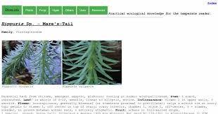 Attēlu rezultāti vaicājumam “Hippuridaceae”