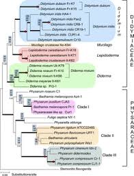 Attēlu rezultāti vaicājumam “Physarum sulphureum stalked”