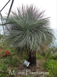 Attēlu rezultāti vaicājumam “Xanthorrhoeaceae”