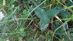 Attēlu rezultāti vaicājumam “Trifolium repens leaf”