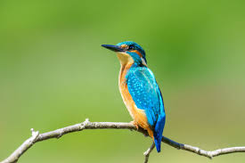 Attēlu rezultāti vaicājumam “Alcedo atthis adult”