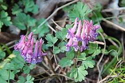 Attēlu rezultāti vaicājumam “Corydalis solida fruit”