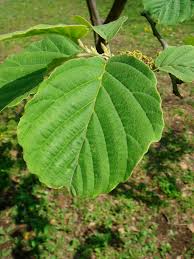 Attēlu rezultāti vaicājumam “Hamamelis japonica leaf”