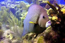 Image result for Looe Diving Club