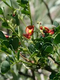 Image result for Colutea x media (arborescens x orientalis)