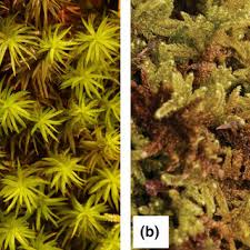 Attēlu rezultāti vaicājumam “Pogonatum dentatum macro”
