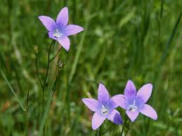 Image result for Campanula patula
