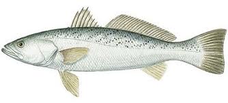 Image result for Cynoscion regalis