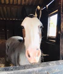 Image result for Cranleigh School Stables