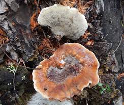 Attēlu rezultāti vaicājumam “Hydnellum aurantiacum”