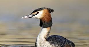 Attēlu rezultāti vaicājumam “Podiceps cristatus”