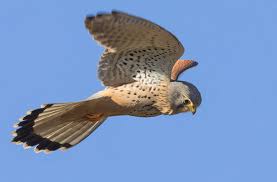 Attēlu rezultāti vaicājumam “Falco tinnunculus”