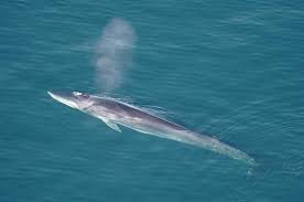 Image result for Balaenoptera borealis