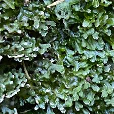 Attēlu rezultāti vaicājumam “Pellia endiviifolia”