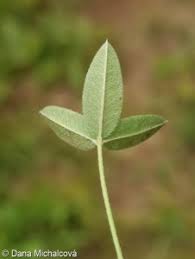 Attēlu rezultāti vaicājumam “Trifolium montanum leaf”