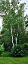 Attēlu rezultāti vaicājumam “Betula papyrifera”