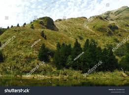 Attēlu rezultāti vaicājumam “Isoetaceae”