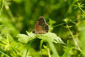 Attēlu rezultāti vaicājumam “Lopinga achine underside”