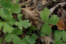 Attēlu rezultāti vaicājumam “Ranunculus cassubicus leaf”