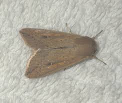 Attēlu rezultāti vaicājumam “Mythimna sp.”