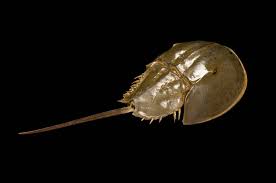 Image result for Limulus polyphemus