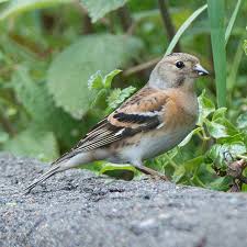 「アトリ・レギンハルト」の画像検索結果