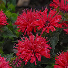 Image result for Monarda didyma