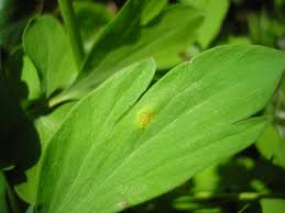 Attēlu rezultāti vaicājumam “Melampsora magnusiana”