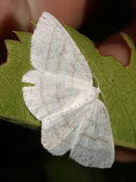 Attēlu rezultāti vaicājumam “Cabera pusaria female”