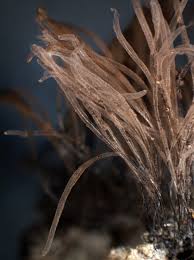 Attēlu rezultāti vaicājumam “Stemonitis marjana”