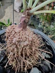 Attēlu rezultāti vaicājumam “Arcyria minuta stalked”