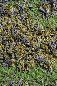 Attēlu rezultāti vaicājumam “Fucus vesiculosus”