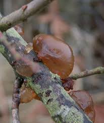 Attēlu rezultāti vaicājumam “Exidia repanda”